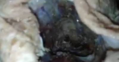 Disgusting Moment Woman Goes To Clean Chicken From Supermarket And Finds Wriggling Surprise Inside