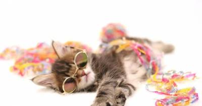 Surprising Things Our Cats Do When We Aren&rsquo;t Home