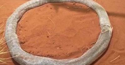 Mesmerising Footage Of Python Circling In Its OWN Skin For Three Hours Leaves Viewers Baffled