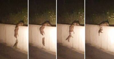 Mom Really Does Know Best! Hilarious Moment Raccoon Family Form A Chain To Help Baby Scale A Wall
