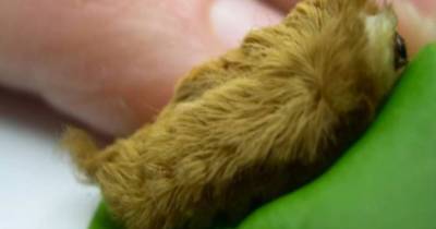 It Might Look Fluffy And Harmless, But If You See This Creature In Your Yard, Get Away! Warning...