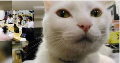 Company Adopts Rescue Cats to Help Employees Unwind and Improve Productivity