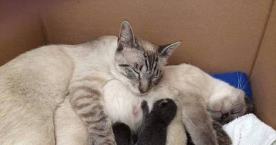 2 Bonded Siamese Cats Reunited at Foster Home, the Cat Father Never Leaves His Family's Side
