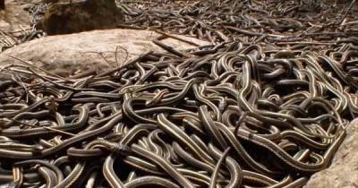This Is What 75,000 Snakes Coming Out And Mating Looks Like!