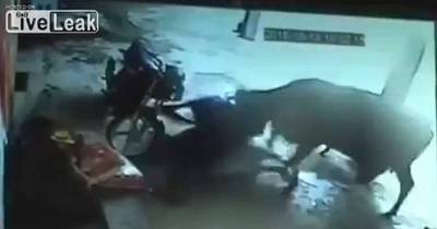 Cow Tries To Save Young Girl From Two Heartless Men Brutally Stabbing Her