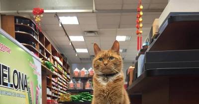 Ginger Cat Runs A Store For 9 Years And Has Never Taken A Day Off