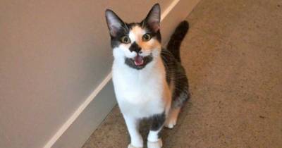 Cat Behaves Remarkably Like A Dog