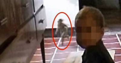 She&rsquo;s Filming Her Baby Boy When A CREATURE Comes On Screen And Shocks Everyone