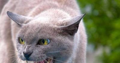 Couple Call Police After Being Held Hostage By Their Own Pet