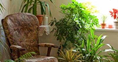 Perfect Plants For People With Out A Green Thumb! It's So Simple!
