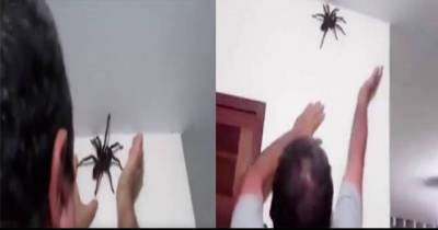 Man Catches A Massive Spider With His Bare Hands