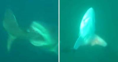 Fisherman Films Shark Being Bit In Half By A Bigger Shark