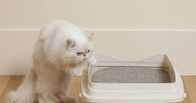 Why Is My Cat Pooping On The Floor? 5 Litter Box Mistakes