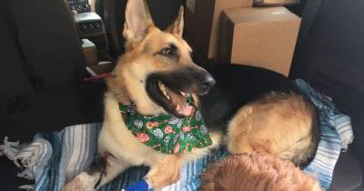 German Shepherd Saves 7-Year-Old Owner From Rattlesnake