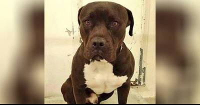 Sick Owner Laughs At Crying Dog Dumped At The Shelter, But It&rsquo;s The Dog Who Won The Show At Last