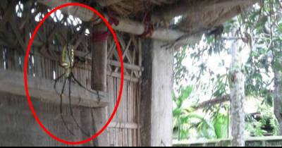 What This Guy Caught Lurking In His Backyard Looks Too Big To Be Real...But It Is