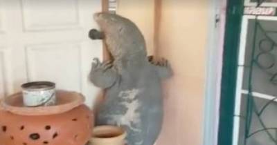 'Godzilla' Giant Lizard Tries To Break Into Family's Apartment To Eat Their Pet Dog