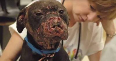 He Sobs Looking At The Torn-Up Pit Bull. As The Dog Approaches Him, This Man&rsquo;s Heart Breaks.