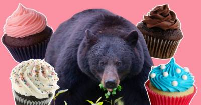 Bear Falls Through Ceiling Into Kid&rsquo;s Birthday Party, Eats All The Cake