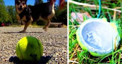 If You Notice A Tennis Ball Don't Let Your Kids Or Dog Touch It. The Reason? Scary!