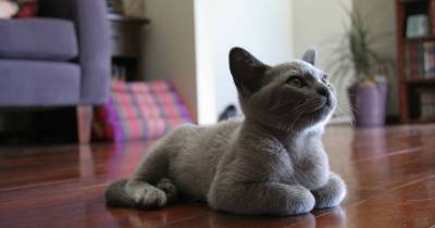 11 Cat Emergencies That Need Immediate Vet Attention