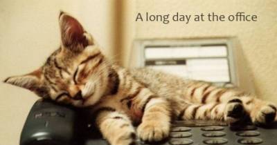 9 Productivity Tips For When You Share An Office With Cats