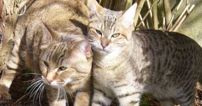 Get To Know The Pixiebob: The Bobcat Of The Cat World