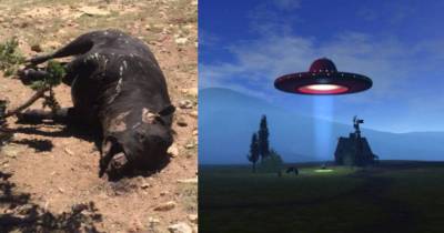 Unbelievable Phenomena Of Modern-Day Animal Mutilations