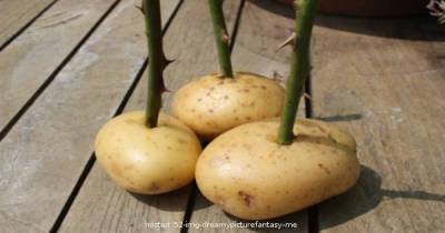 Man Stitches A Rose Stalk Into A Potato, What Happens Next Is Truly Mesmerizing!