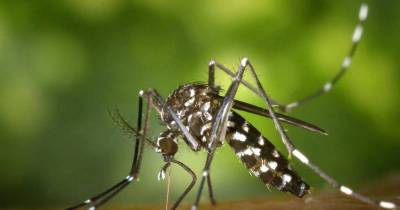 Mosquitos Are The Most Annoying Creatures On Earth. It Would Be Nice If There Was A Way To Be Rid Of Them.