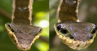 This Might Look Like A Snake But The Truth Is A Miracle Of Nature
