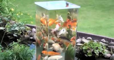 He Flipped A Fish Tank Upside Down In His Pond And The Fish Do Something Amazing