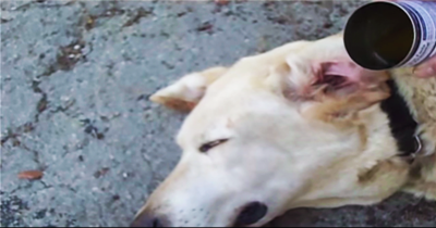 This Man Pours Apple Cider Vinegar Into His Dog's Ear. Why? Well It's Amazing