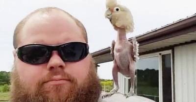 Badly Abused Bird Loves To Dance For The Man Who Rescued Him
