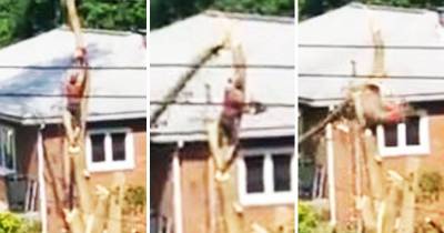 Amateur Lumberjack Knocks Himself Out As He Falls From The Tree