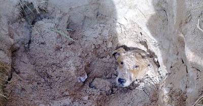 This Dog Was Cruelly Buried Alive... And What Happened Next? OMG!