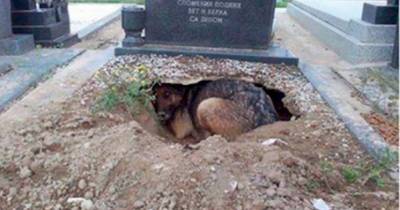 People Thought This Dog Was Grieving For Her Owner Until They Noticed What Was Underneath