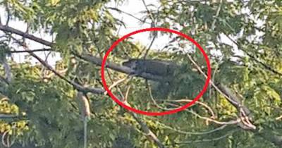 Great News! Alligators Are Now Climbing Trees