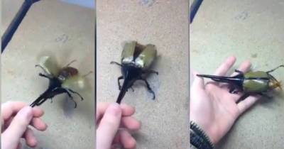 The 'Helicopter Bug' Is Among World's Largest Beetles - But Would You Dare Pick It Up?