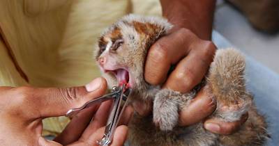 Someone Ripped Out This Slow Loris' Teeth To Make It Cuter For Selfies