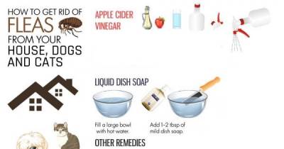 How To Get Rid Of Fleas From Your House, Dogs And Cats
