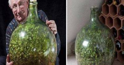 This Man Hasn&rsquo;t Watered His Sealed Bottle Garden Since 1972, And It&rsquo;s Still Alive