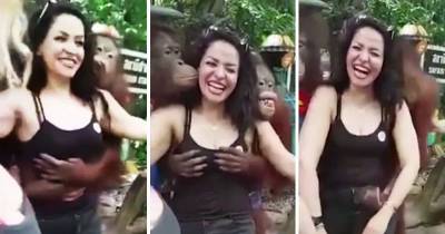 Woman Gets Aped While Posing for Pictures At the Zoo
