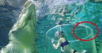 A Woman Is Lowered Down Into A Crocodile Tank&ndash;What Happens Next? TERRIFYING!