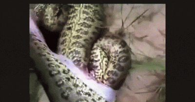A Gigantic Anaconda Was Found Dead. What Was Found In Its Stomach Will Shock You!