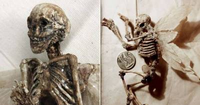 Mysterious Winged Tiny Human Remains & Other Mythical Creatures Found In Basement Of Old London House