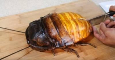 She Cuts Into This HUGE Cockroach With A Knife... But What She Finds Inside?