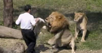 This Deranged Man Broke Into A Lion&rsquo;s Den, But His Reaction To Getting Mauled Is Quite Insane!