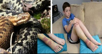 Boy, 8, Left Screaming In Agony As He's Attacked By Snake After Stumbling Into Adder's Nest