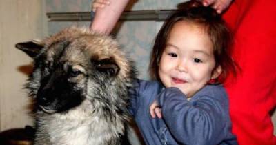 Dog Saves 4-Year-Old Girl Who Gets Lost In The Woods For 11 DAYS!
